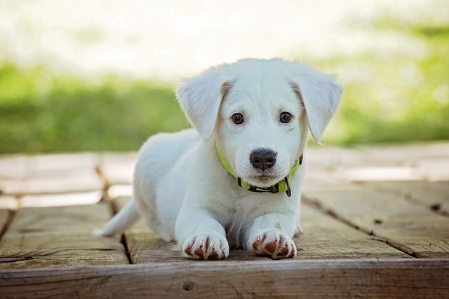 Therapiehund bei Angststörung