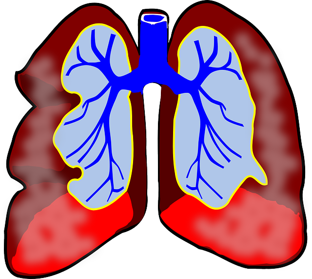 lungs 39981 640