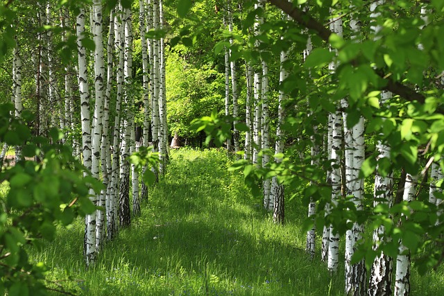 Welche Wirkung hat Waldbaden auf das Gehirn