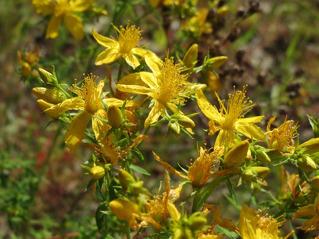 hypericum perforatum 855486 640